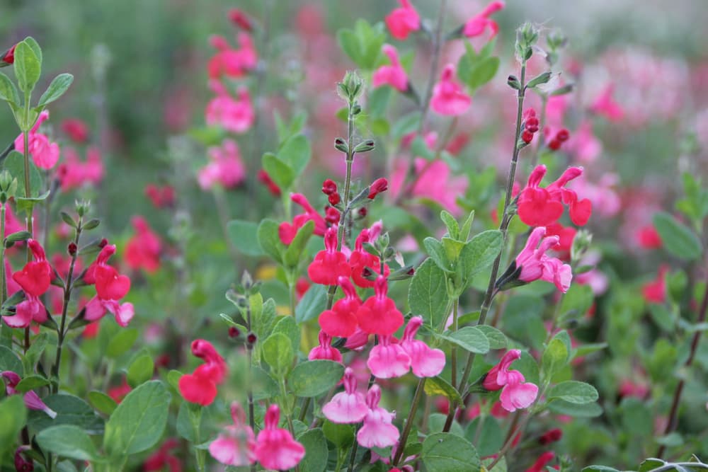 flowering S. greggii with flowers in various shades of pink