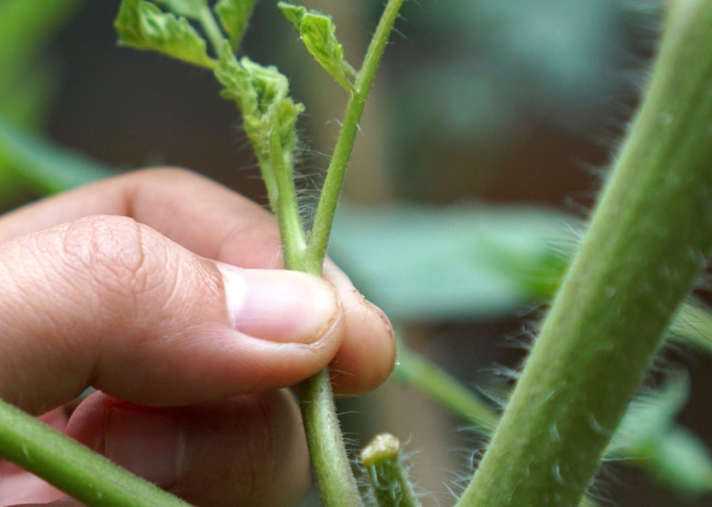 plant stem being pinched out using a thumb and forefinger