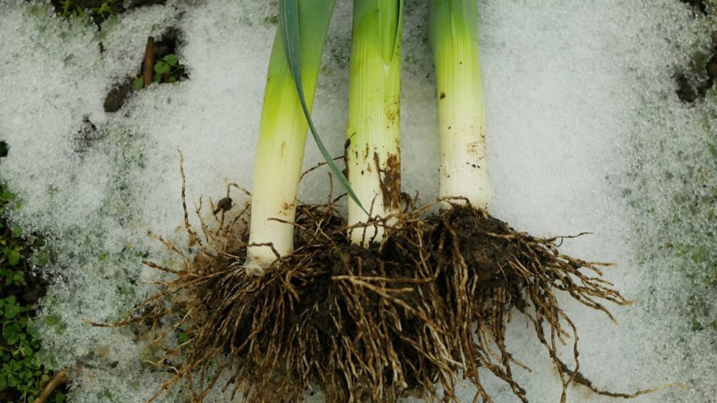 A. ampeloprasum var. porrum pulled up from frozen ground