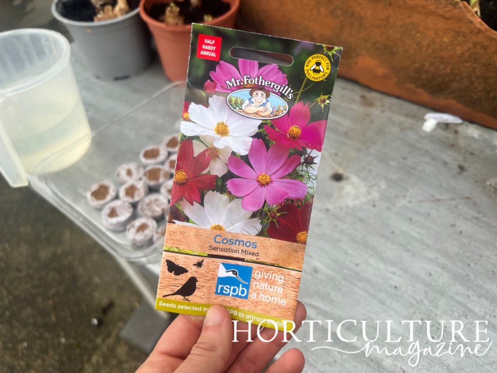 a packet of cosmos 'Sensation mixed' seedlings being held above a potting bench surface in a greenhouse