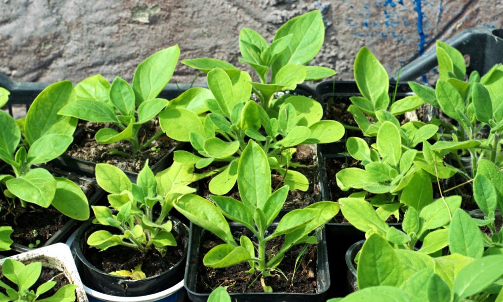 many potted petunia plants in various shapes and sizes