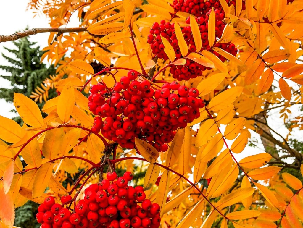 the yellow, lanceolate leaves of a rowan shrub in autumn, bearing clusters of tiny red berries