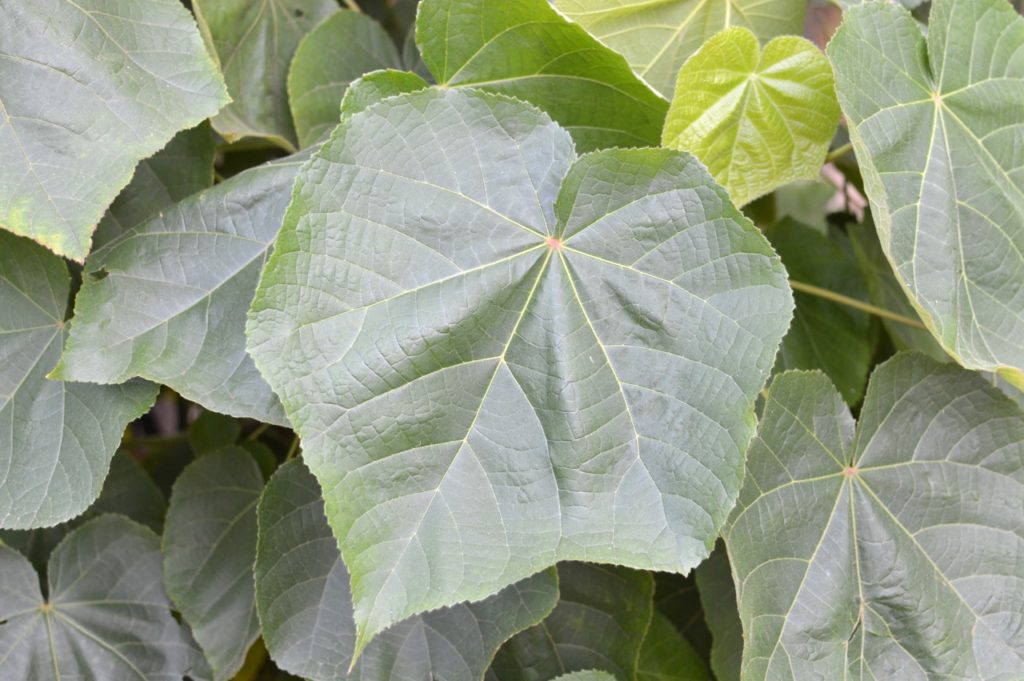 large, heart-shaped leaves from a paulownia tomentosa shrub