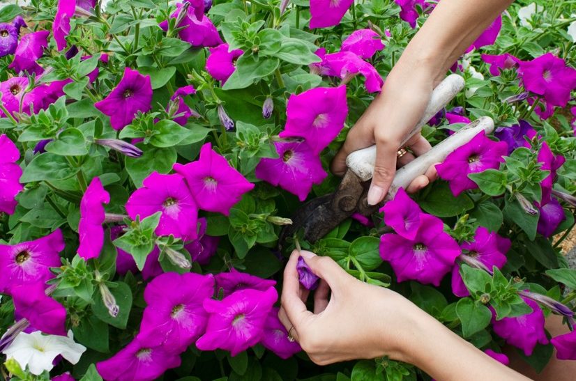 white secateurs being used to cut back petunia plants