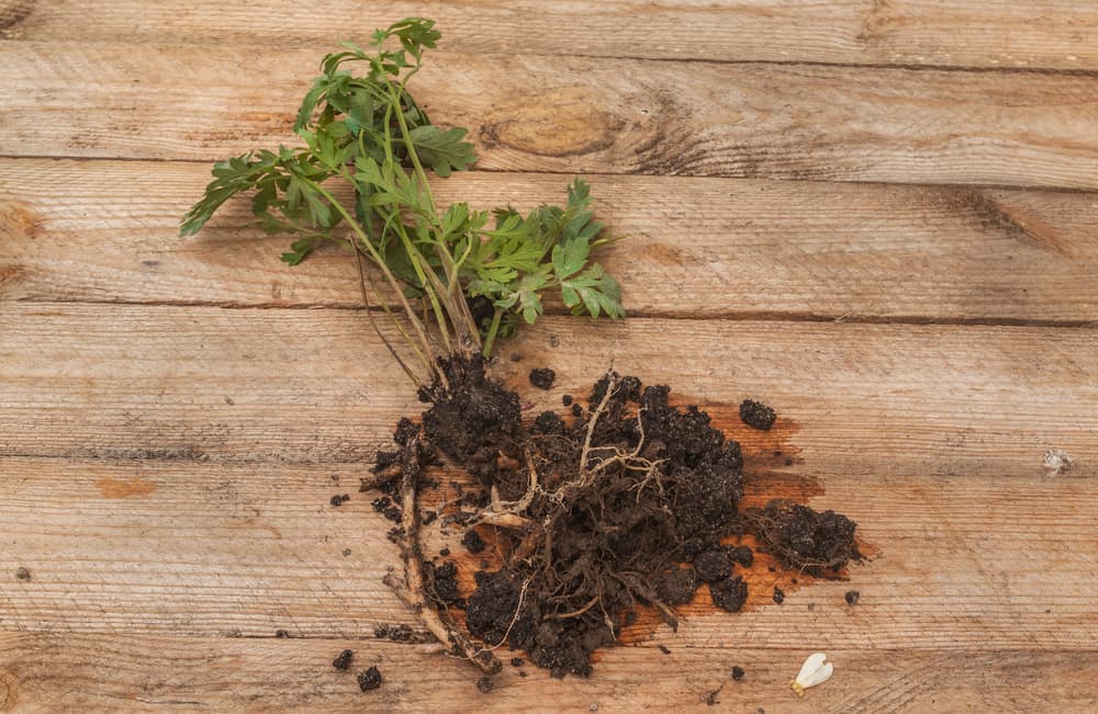 dicentra plant with roots removed from soil and placed on a wooden surface