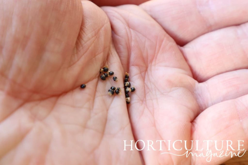 palm of a hand holding Lamprocapnos seeds