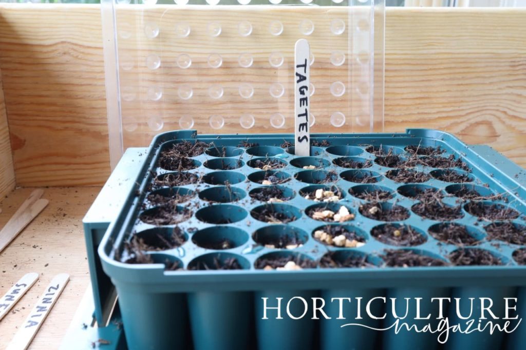 a plastic seed tray labelled with a lollypop stick bearing the word 'tagetes' in black marker pen