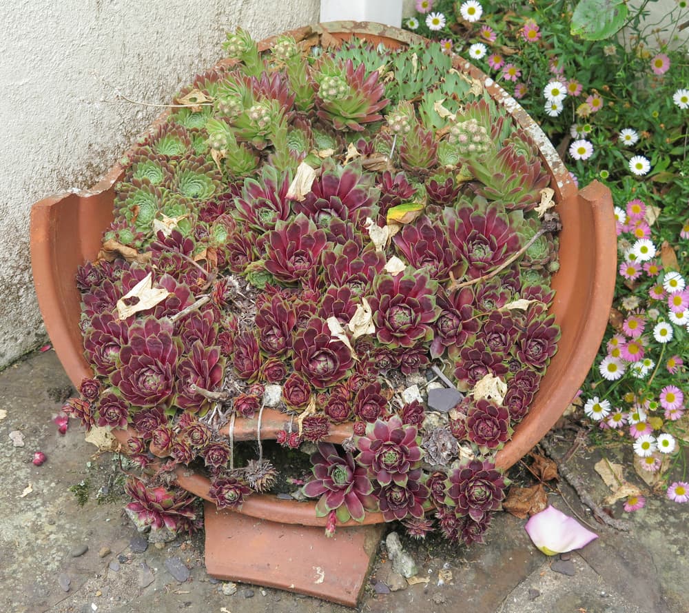 sempervivum in shades of red and green growing from a broken terracotta pot turned on its side