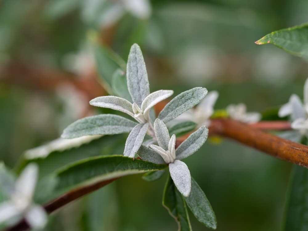 new growth on a buddleja plant
