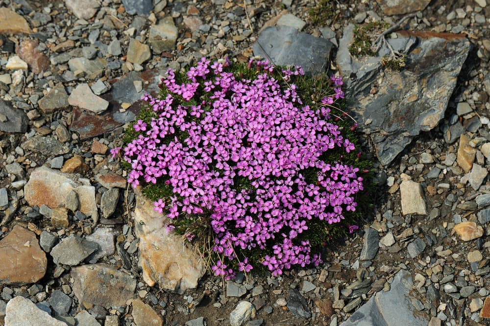 Silene acaulis growing from rock covered ground