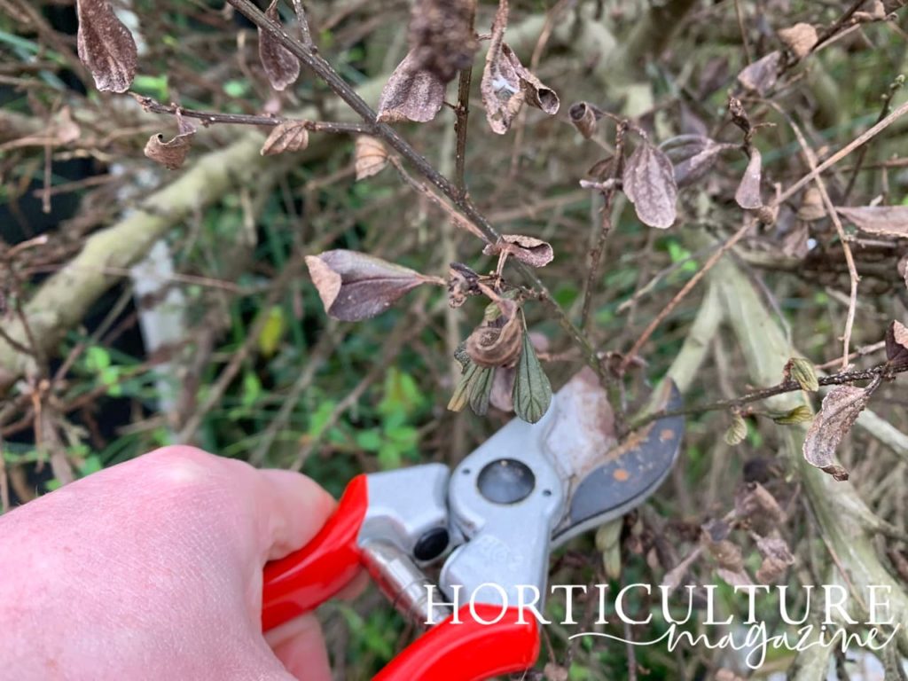 old dead branches of california lilac with brown leaves being pruned by red secateurs