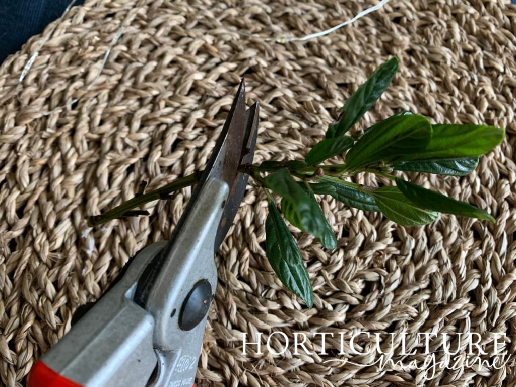 secateurs reducing the size of a ceanothus cutting
