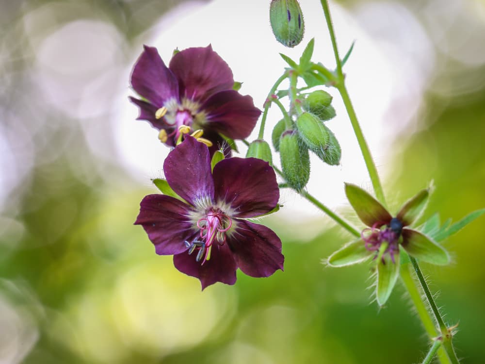 Geranium phaeum with burgundy coloured flowers and buds ready to bloom