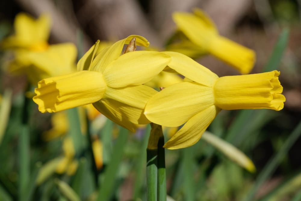 two flowerheads of Narcissus 'Rapture'