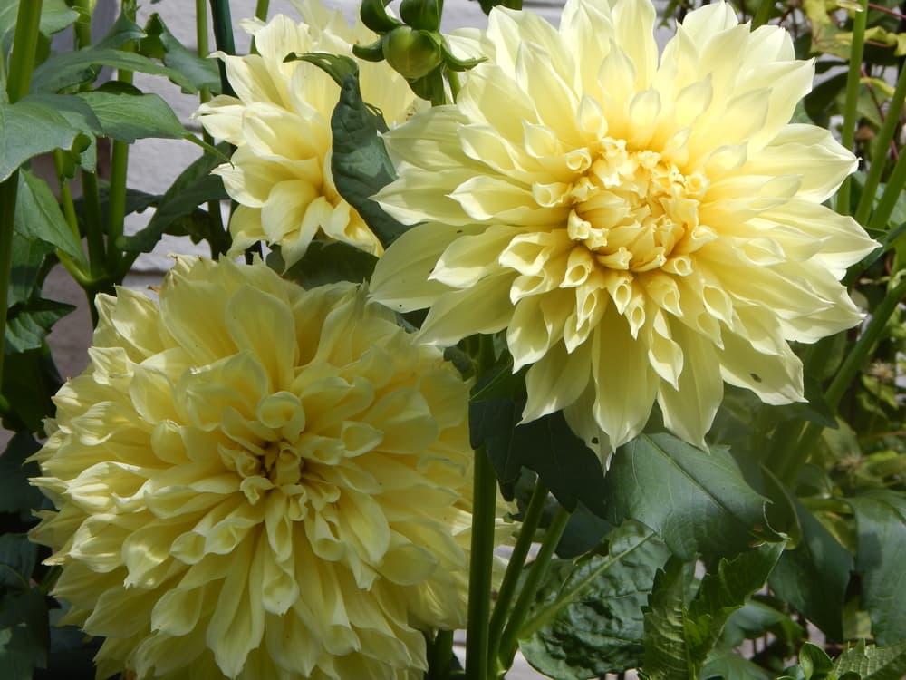 light yellow coloured dinner plate dahlias