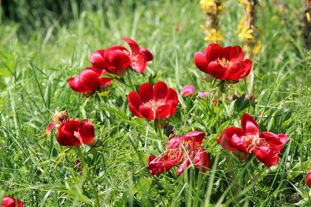 P. peregrina in flower in its native environment