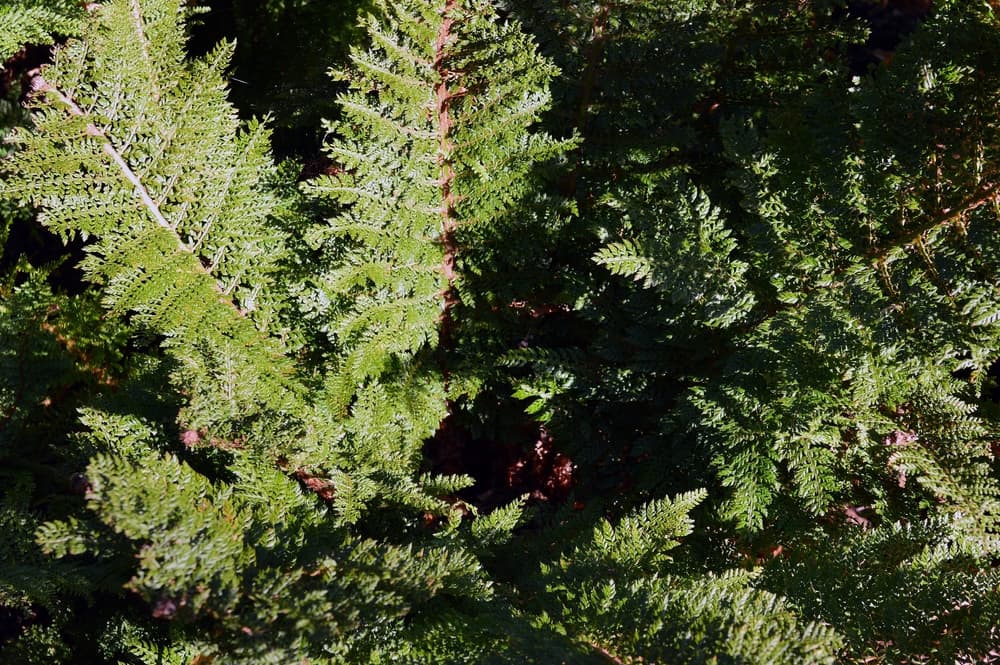 Polystichum setiferum in sunlight outdoors