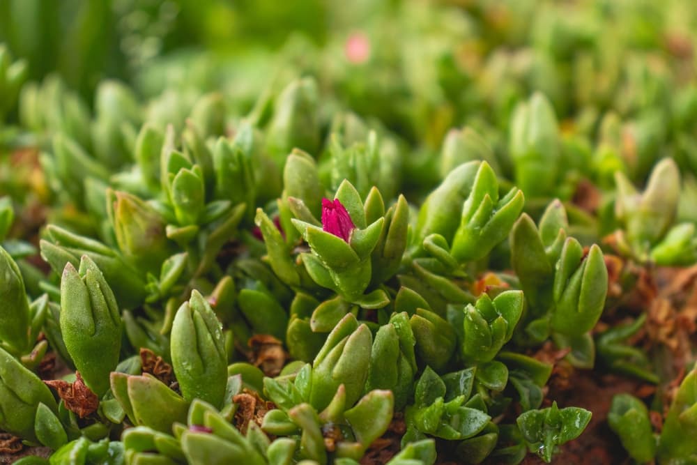 Mesembryanthemum cordifolium with green fleshy leaves