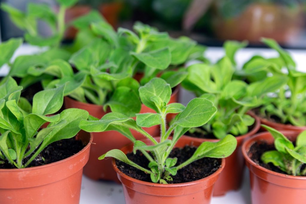 potted petunias growing on a table side by side