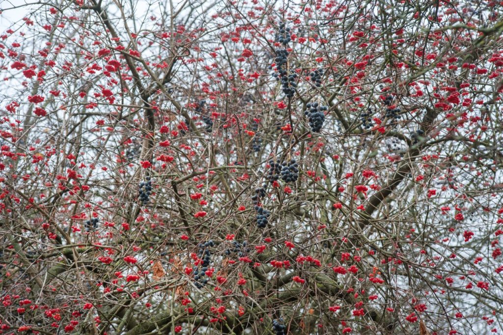 overgrown, straggly viburnum with an abundance of red round berries growing from the thin stems