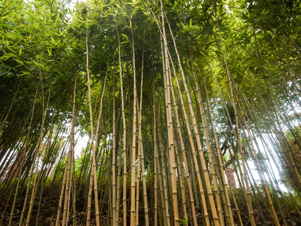 tall, brown, upright canes from a Chusquea plant