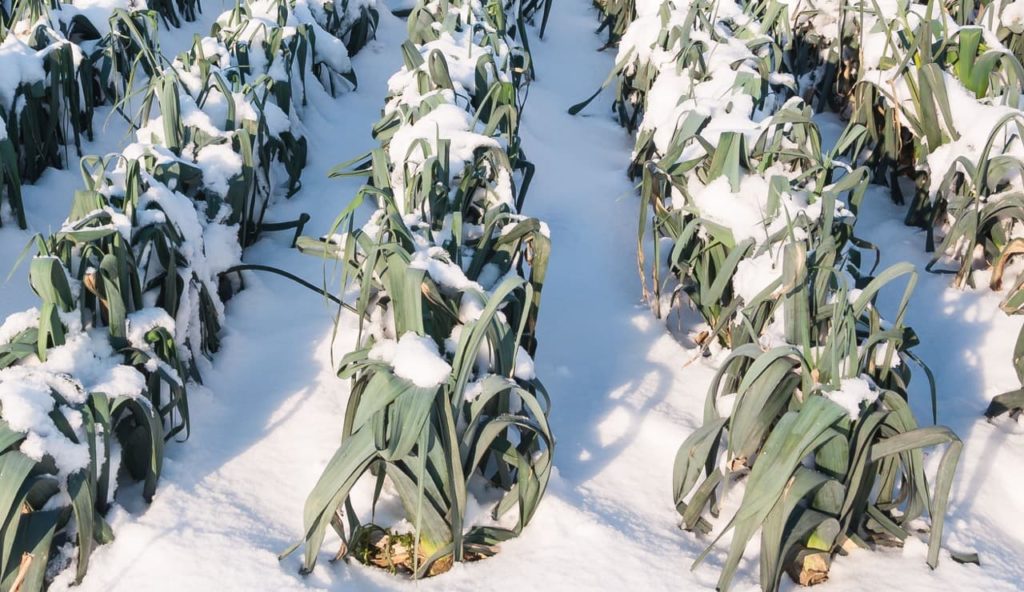 leeks growing in rows with dark green drooping leaves covered in fresh white snow