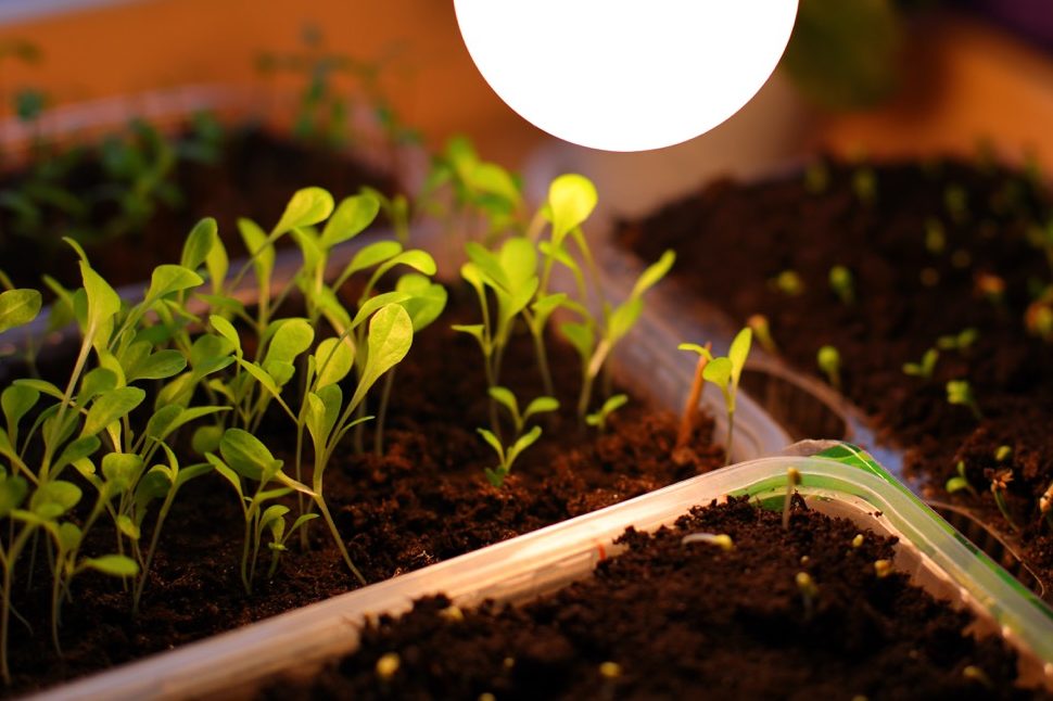 the first true leaves emerging from soil-filled tubs containing Centaurea cyanus seedlings under a heat lamp