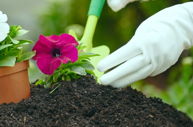 purple flowering petunia plant being dug from the ground by a green trowel