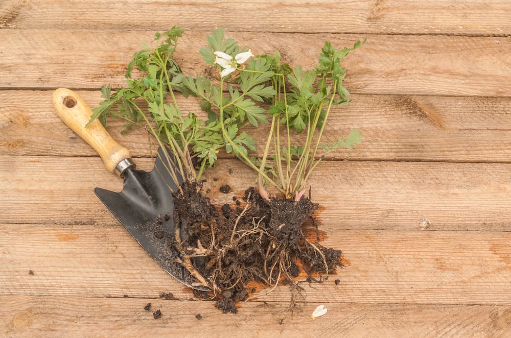 dicentra plant including roots divided into two separate plants with a hand trowel laid alongside