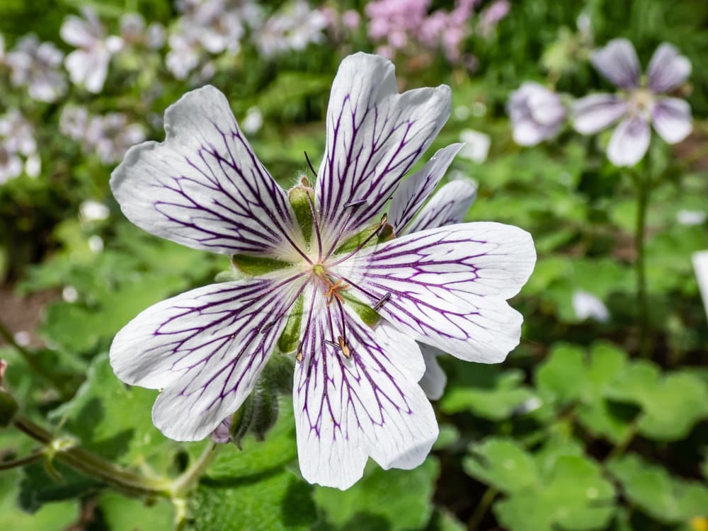 single white flower with purple veins of G. renardii plant