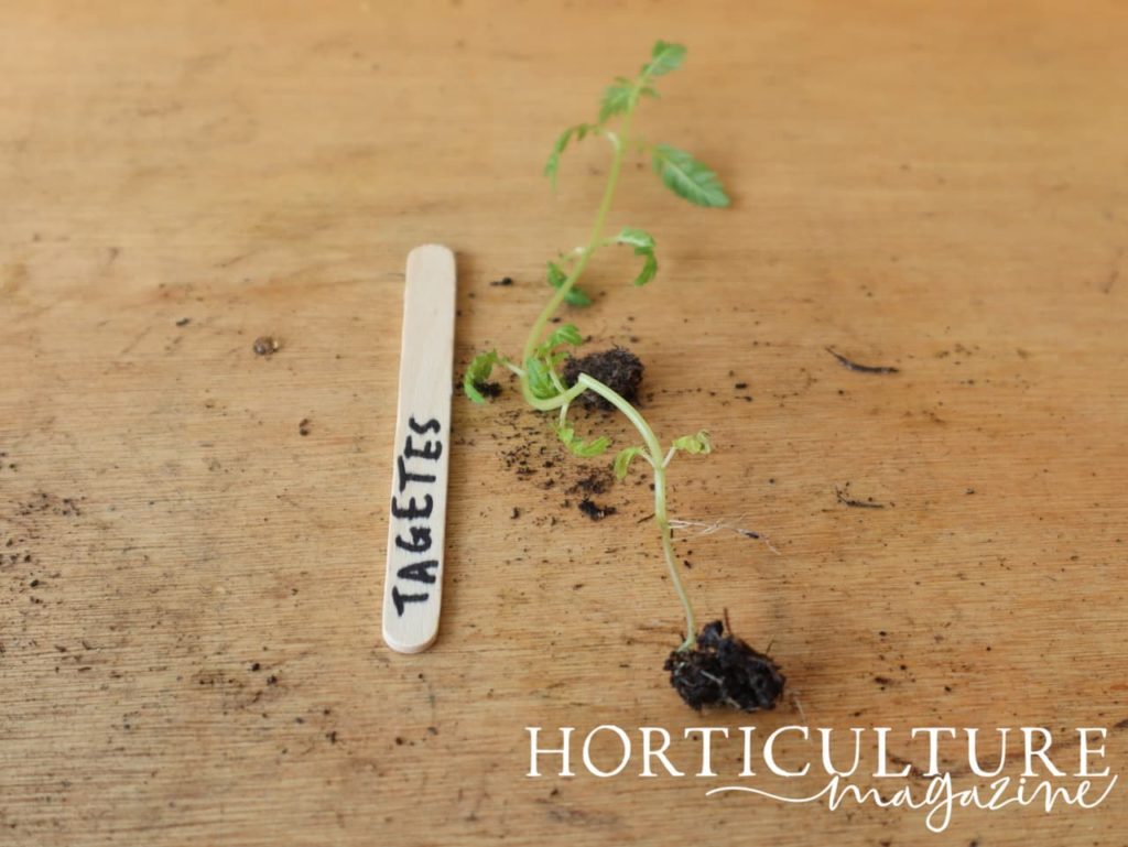 a tagetes marigold seedling laid out on a wooden potting bench