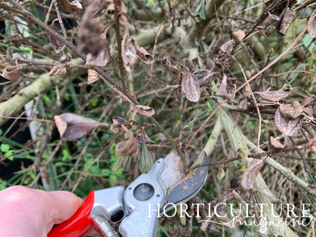 branches of california lilac with brown wilting leaves being cut back by red secateurs