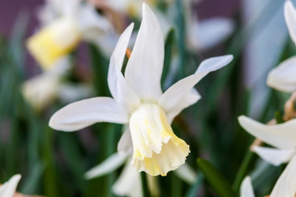 daffodil 'Jenny' flowering in spring