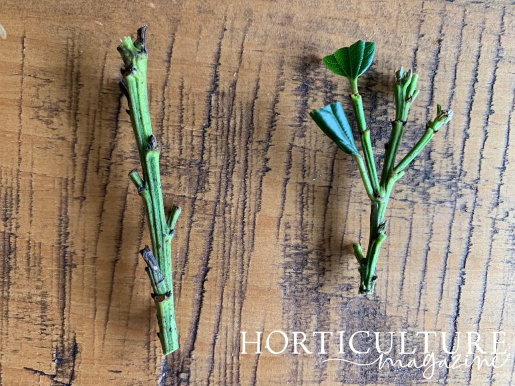 two ceanothus plant cuttings laid out on a wooden table