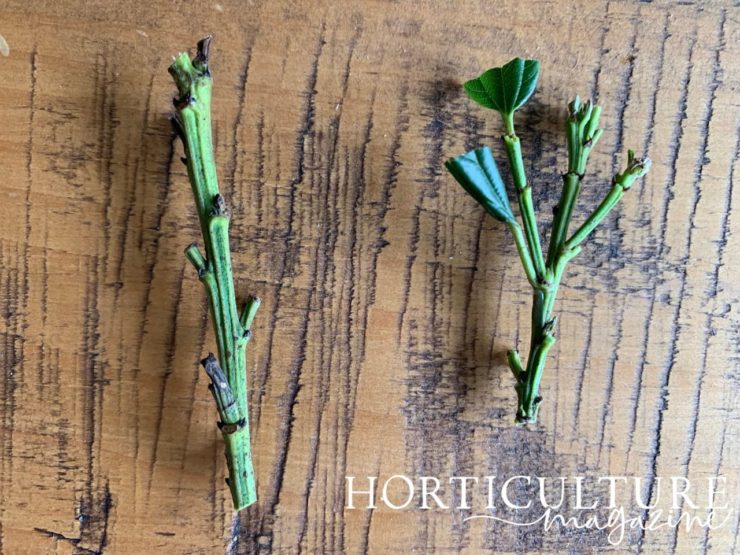 How To Propagate Ceanothus From Cuttings Horticulture.co.uk
