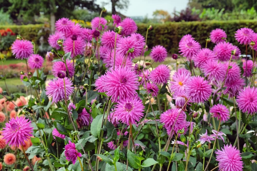 pink 'Hadrian's Delight' dahlias in flower in a garden border
