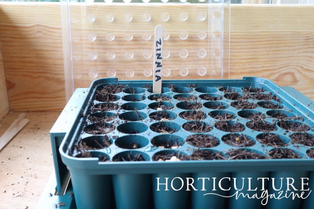 a seed tray labelled 'zinnia'