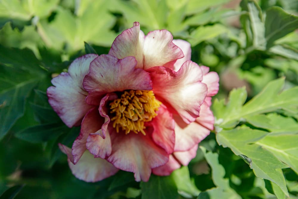 'Ruffled Sunset' peony flower in pink, white and yellow