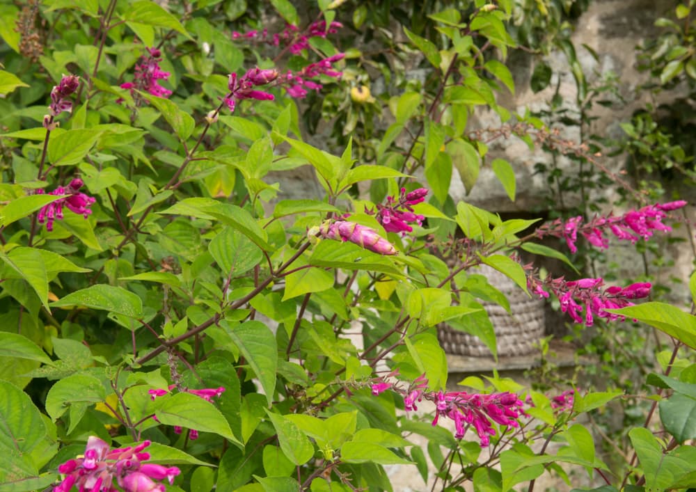 pink flowering salvia involucrata growing from a garden border