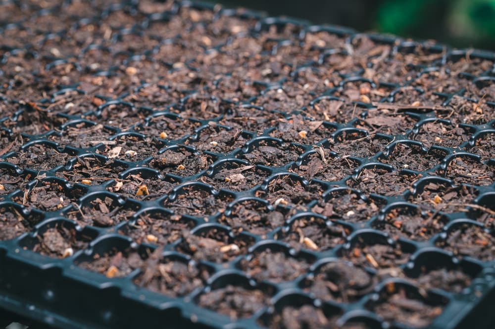 seed tray modules filled with compost