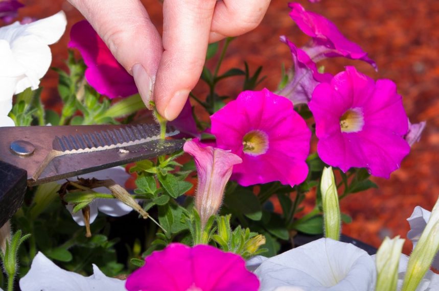 gardening scissors being used to cut a spent bloom from a pink petunia plant
