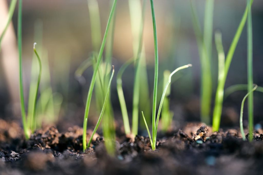 fresh green growth from leek seedlings emerging from moist soil