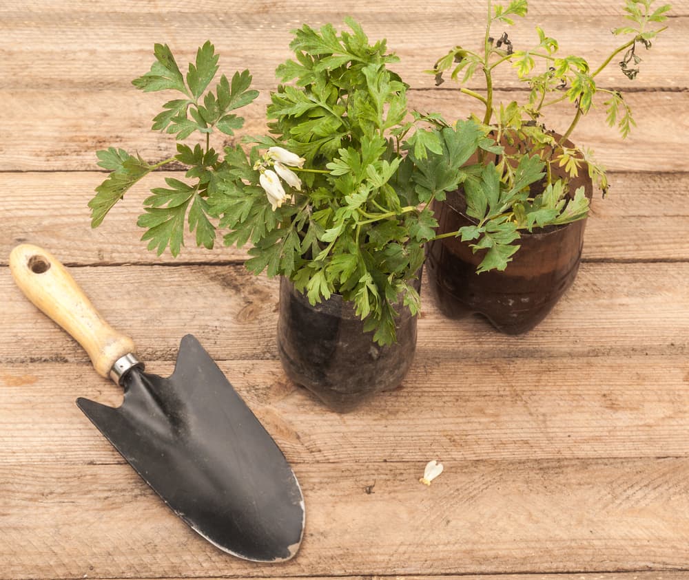 dicentra plant divisions potted up in two cut off bottles alongside a hand trowel