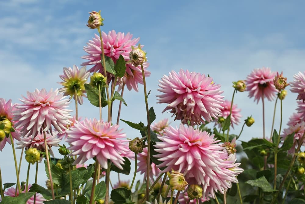 flowers of D. 'Normandie Memories' against a cloudy blue sky backdrop