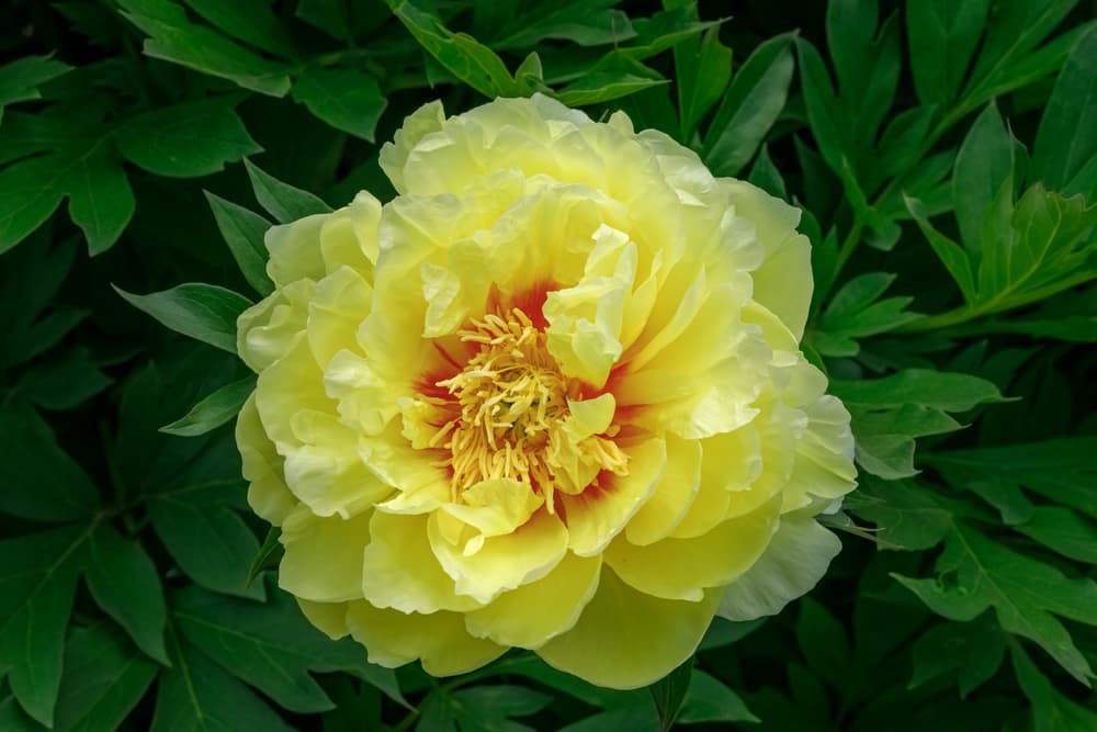 large ruffled flower of Paeonia Bartzella