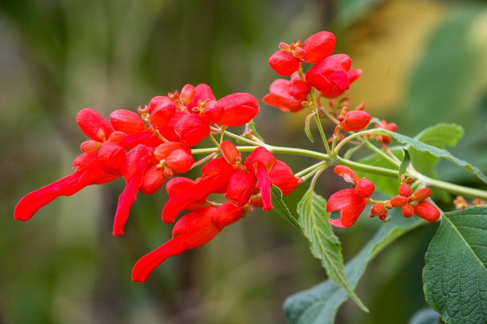 bright red flowering salvia wagneriana