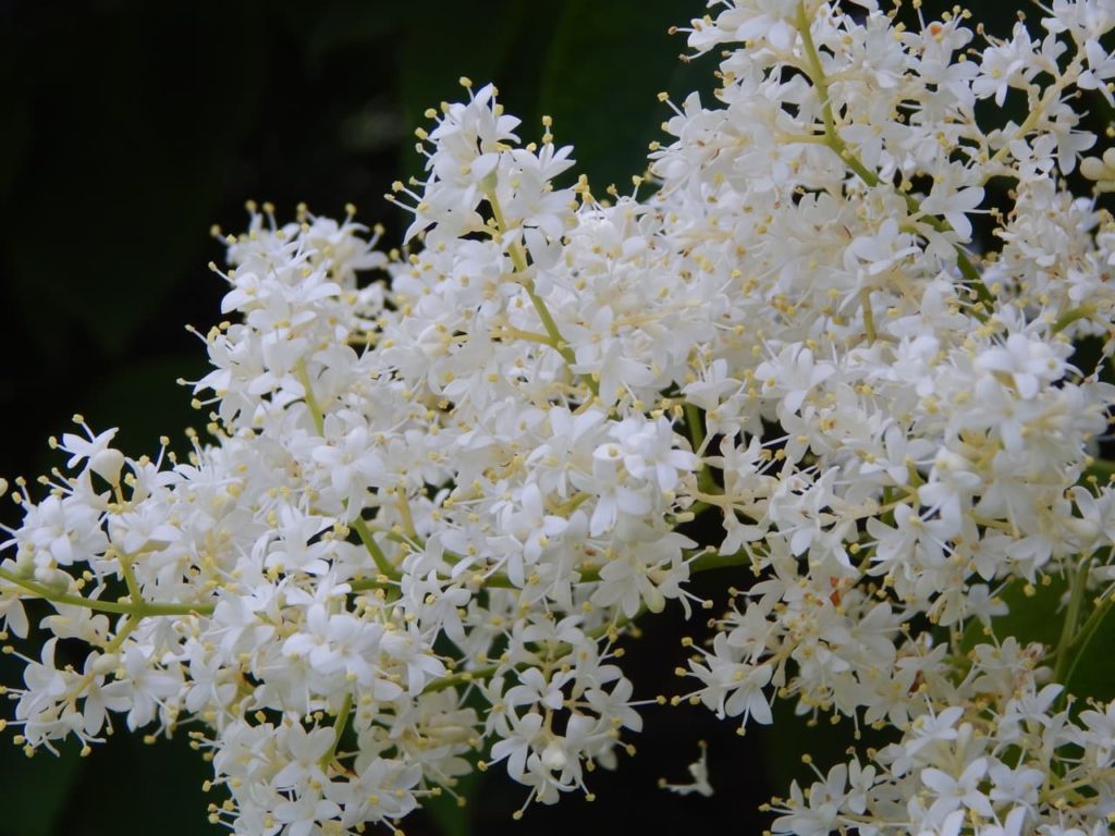 the funnel-shaped white blossom growing on green stems from a japanese tree lilac