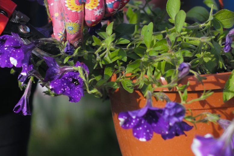 purple flowering petunia with white dots and ovate leaves being pruned by a pair of red secateurs