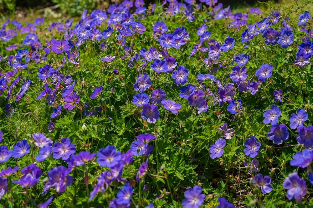 bushy Geranium himalayense 'baby blue' with many flowers in bloom