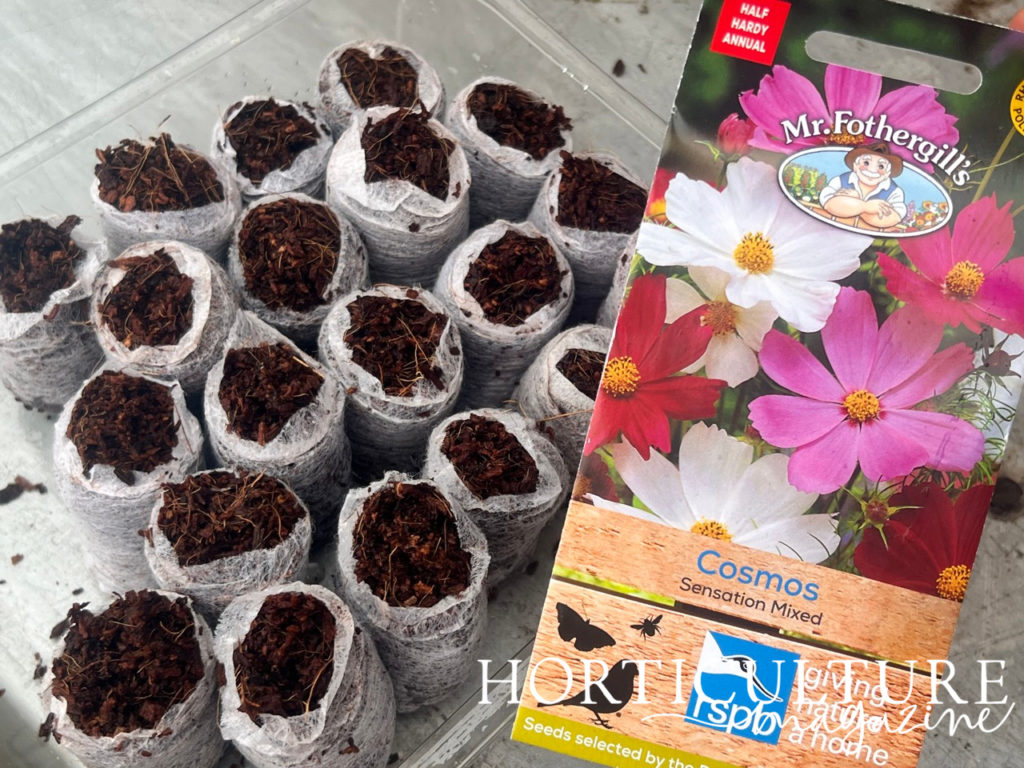 a packet of 'sensation mixed' cosmos seeds next to rows of compost discs in a plastic tub